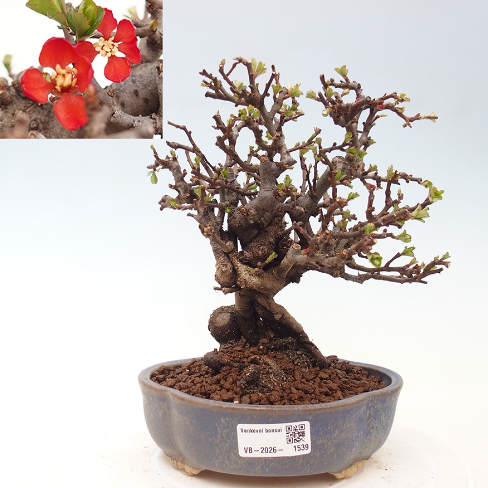 Bonsai da esterno - Chaneomeles speciosa - Cotogno