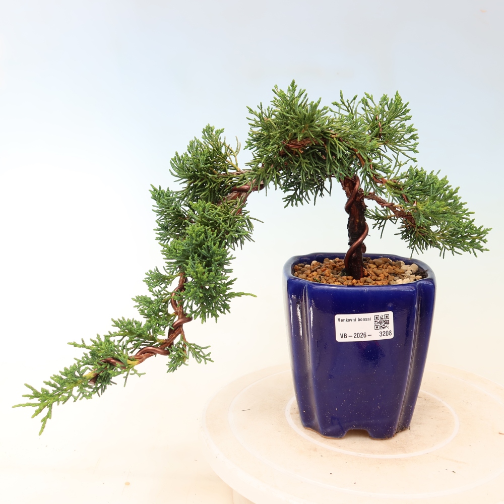 Bonsai da esterno - Juniperus chinensis Kishu