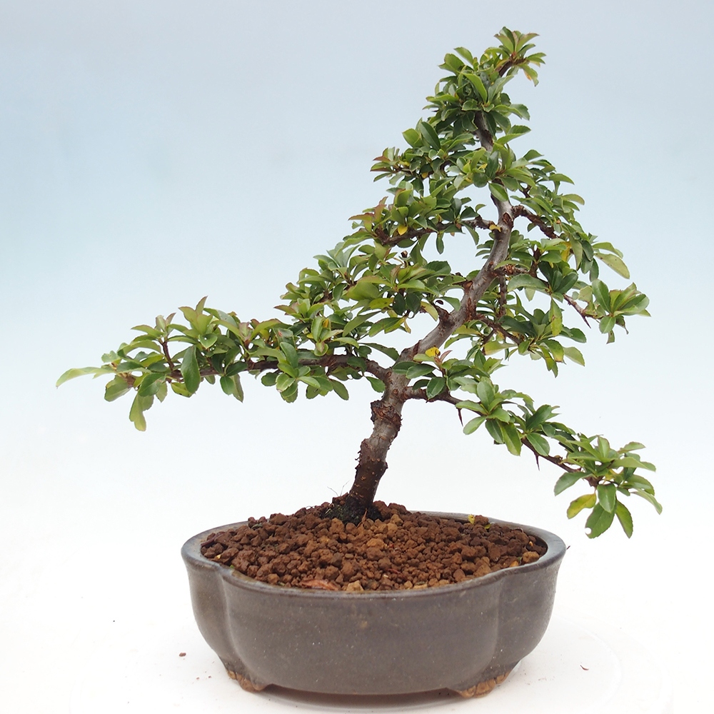 Bonsai da esterno-Pyracantha Teton -Hlox