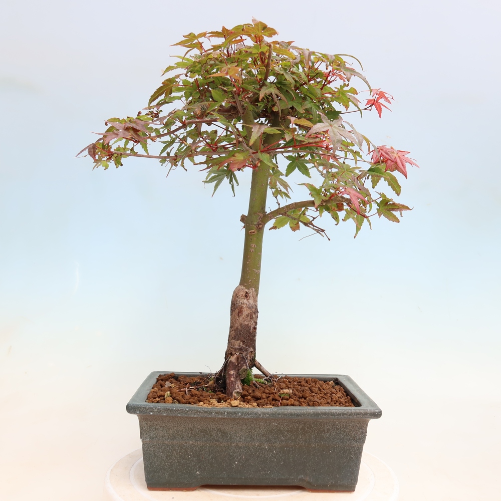 Bonsai da esterno - Acer palmatum DESHOJO