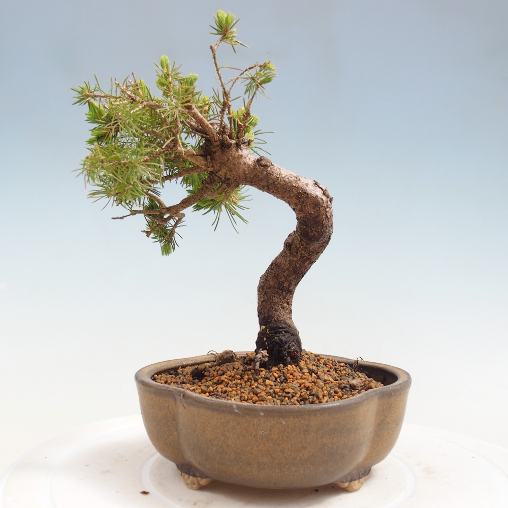 Bonsai da esterno - Abete rosso - Picea glauca globo