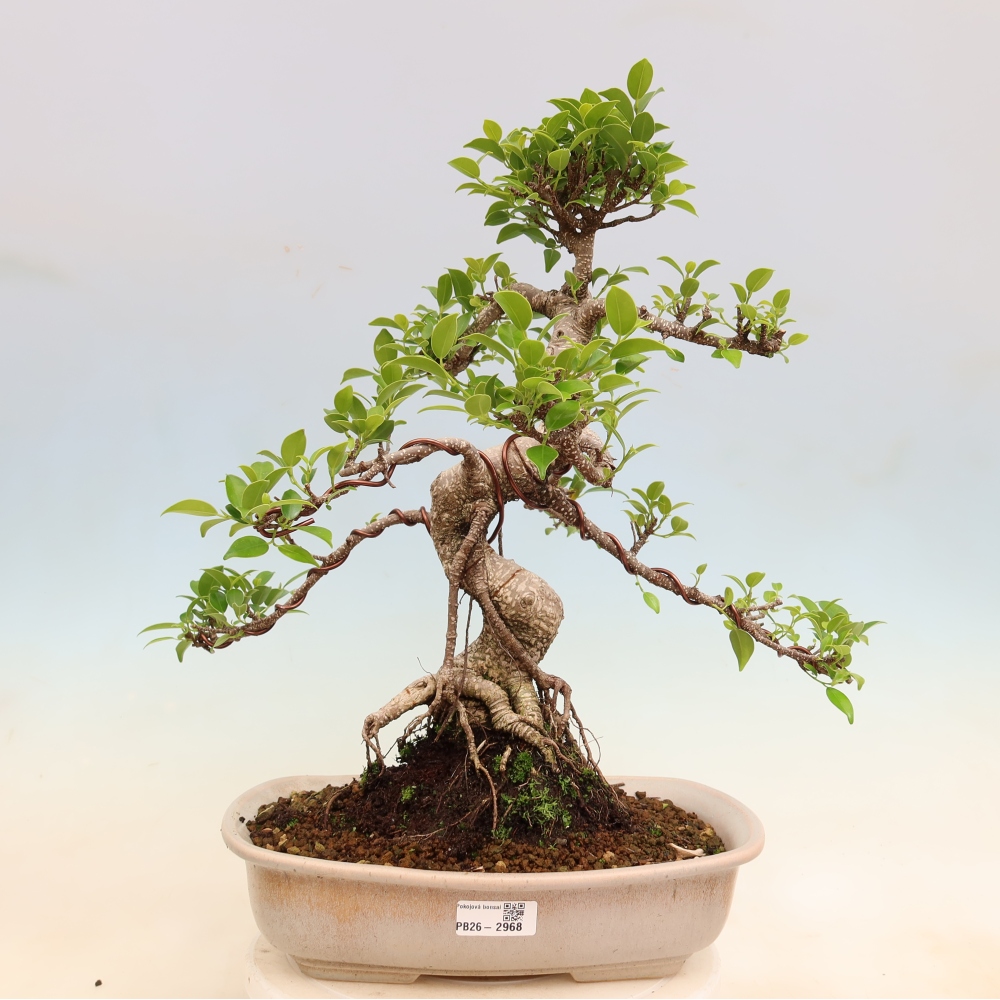 Camera bonsai - Ficus kimmen - ficus a foglie piccole