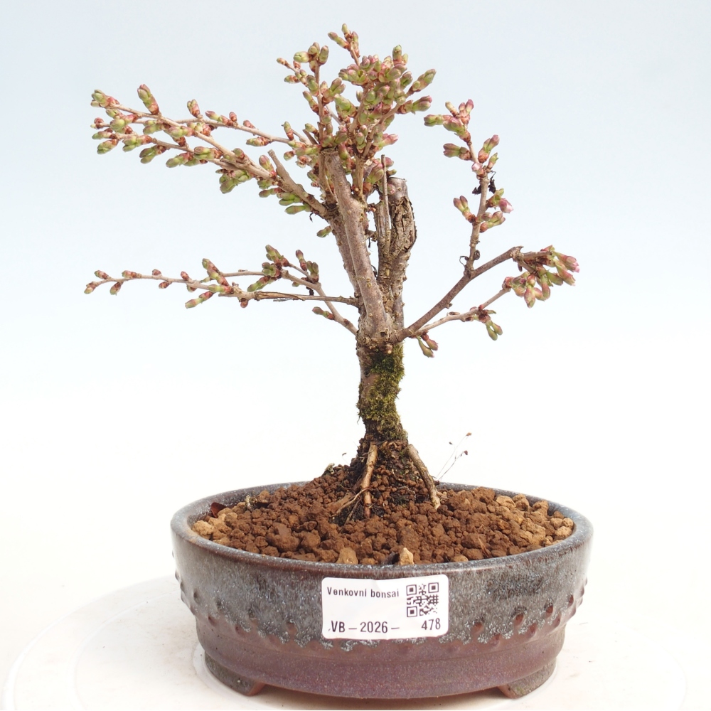 Bonsai da esterno - Prunus incisa Kojou-no mai-Plivon ritagliato