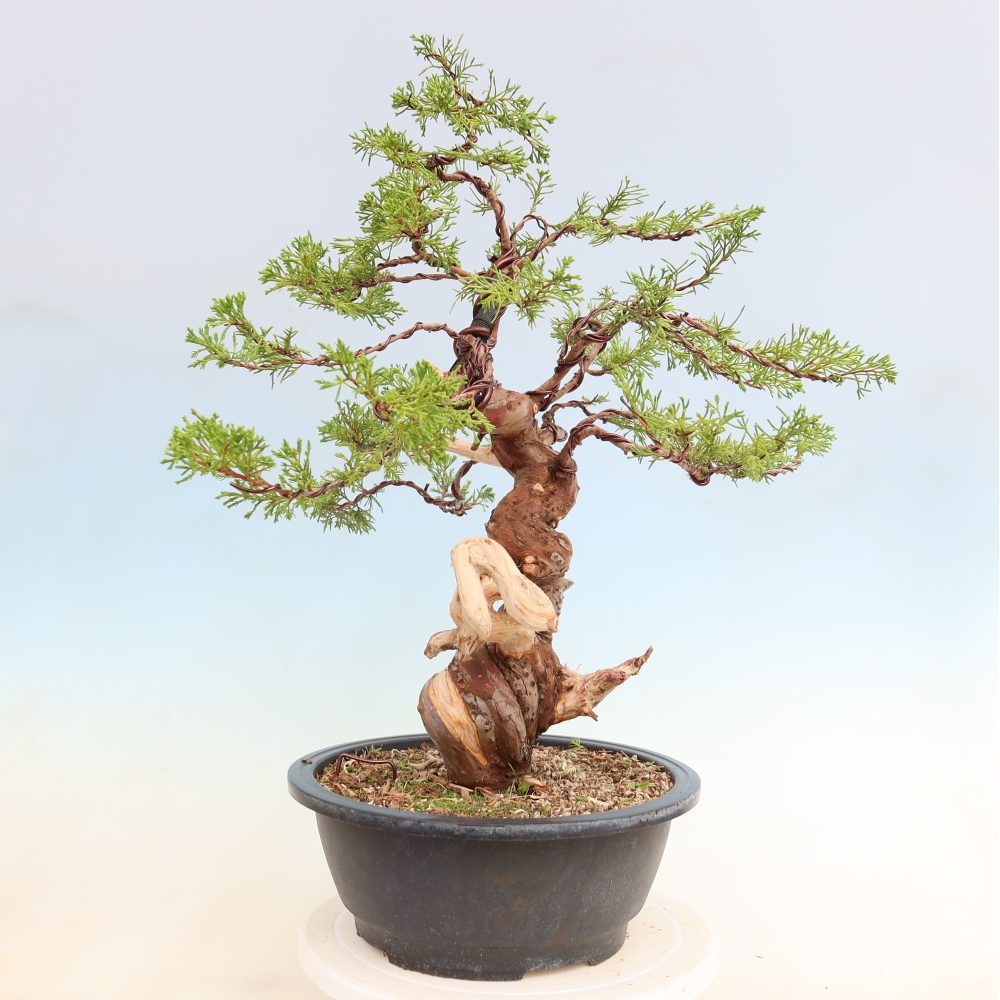 Bonsai da esterno - Juniperus chinensis Itoigawa-Juniperus chinensis