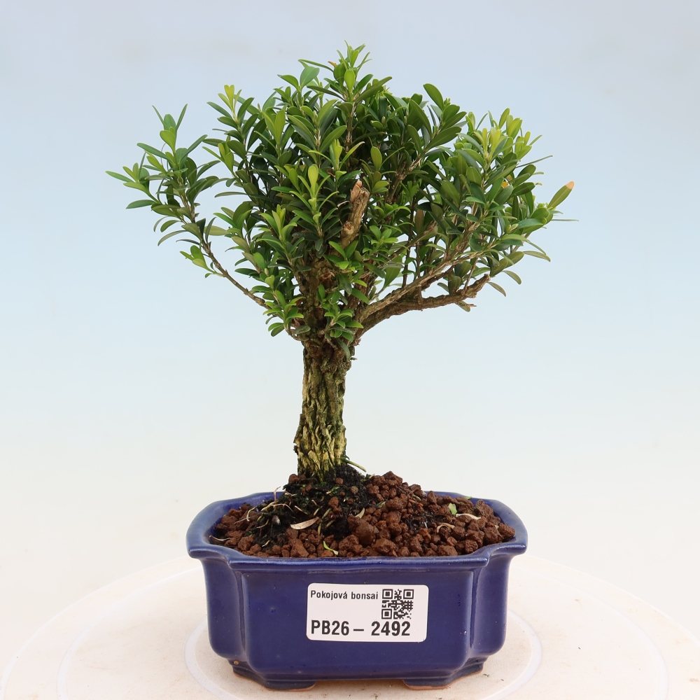 Camera bonsai - Buxus harlandii - buxus da sughero