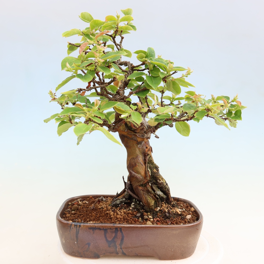 Bonsai da esterno - Pseudocydonia sinensis - Cotogno cinese