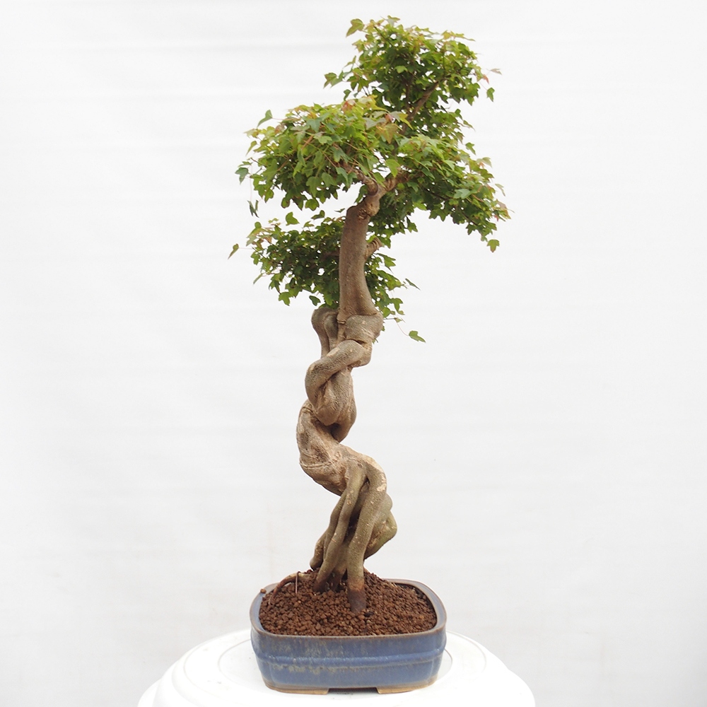 Bonsai da esterno - Acer Buergerianum - Acero di Burger