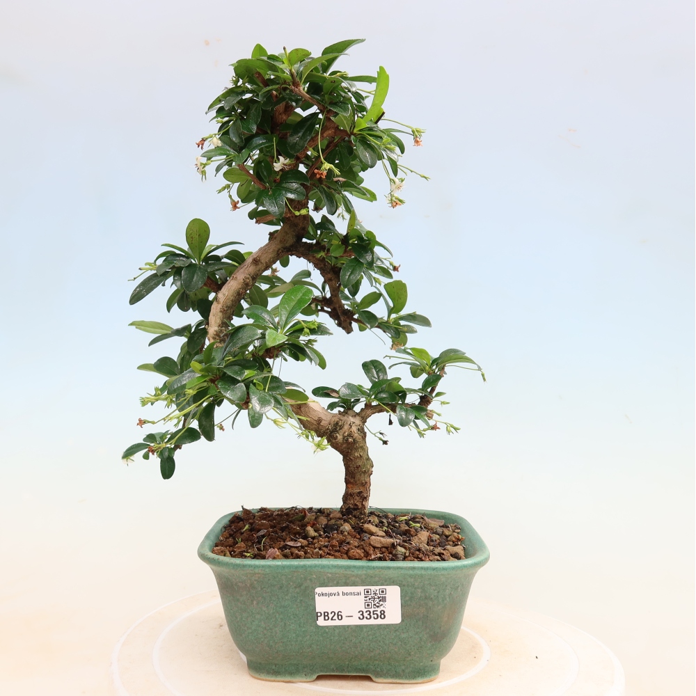 Camera bonsai - Carmona macrophylla - Tea fuki