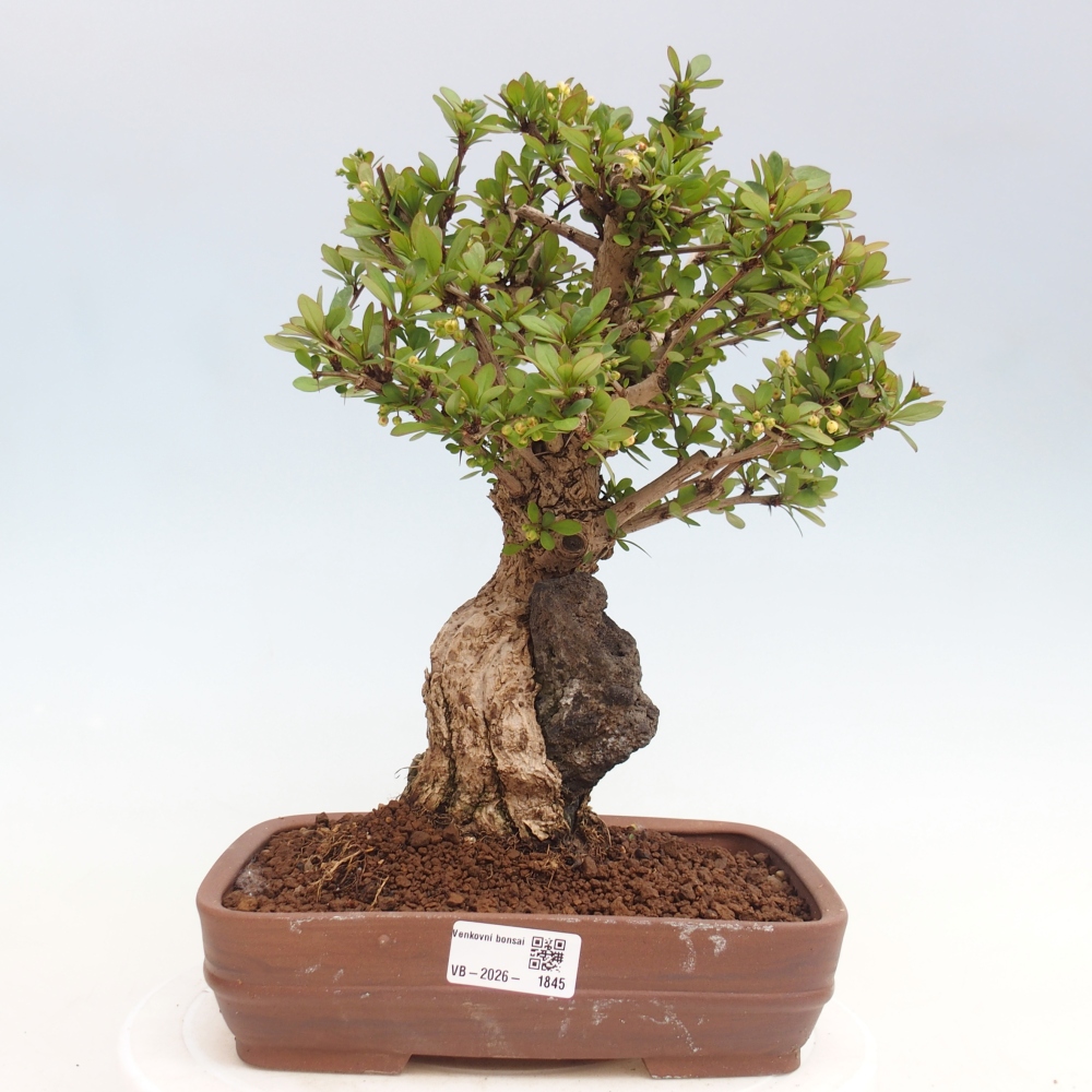 Bonsai da esterno - Berberis coreana
