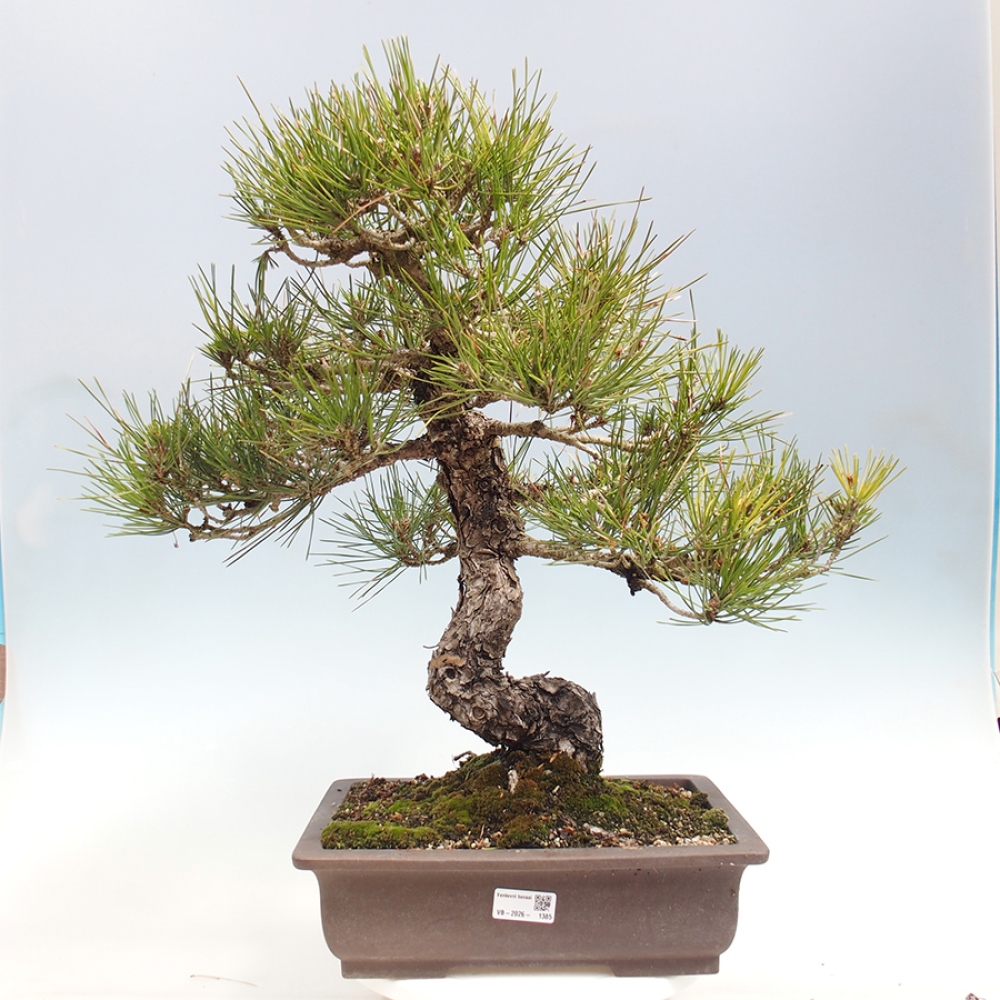 Bonsai da esterno - Pinus thunbergii - Pino di Thunberg