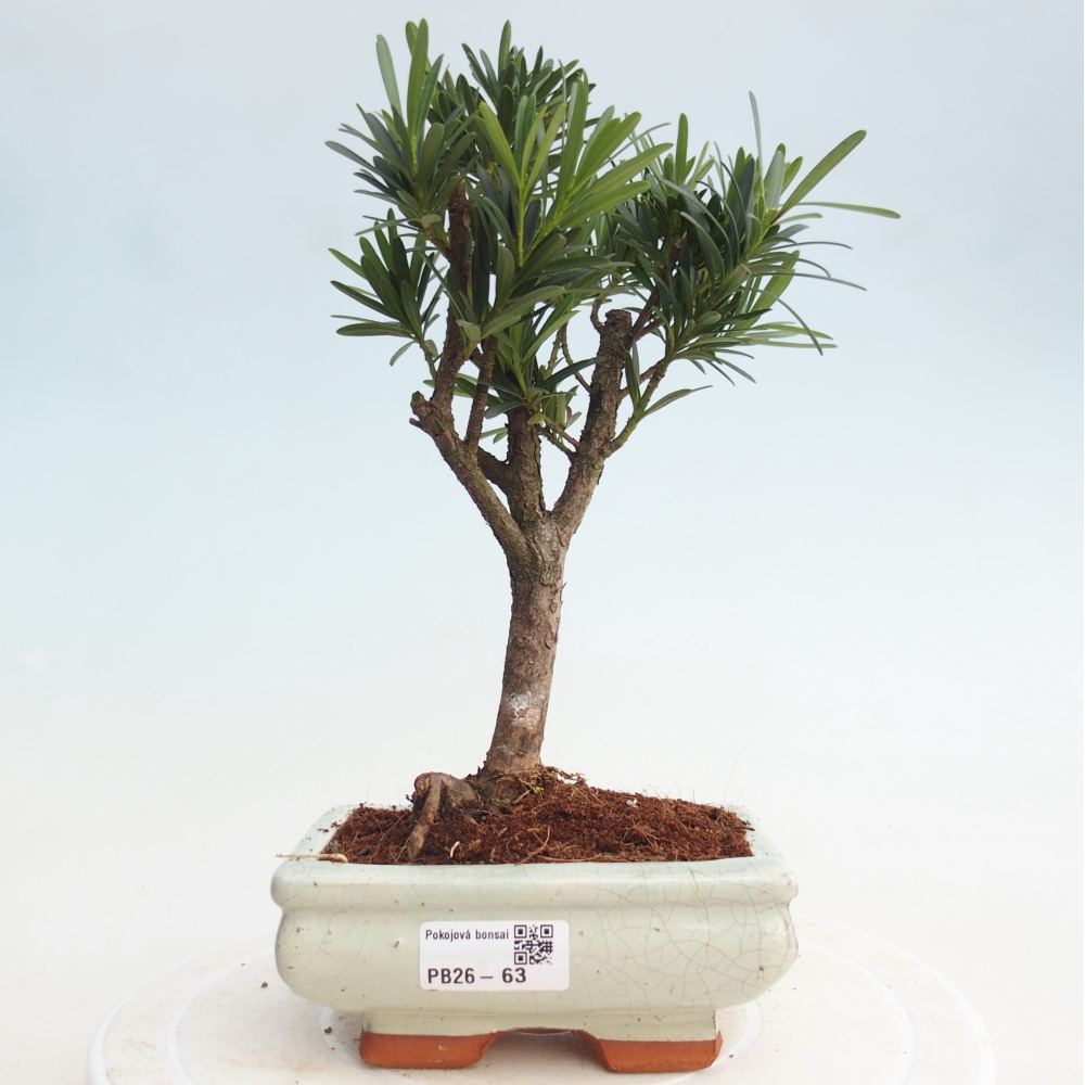 Camera bonsai - Podocarpus - Tasso delle pietre
