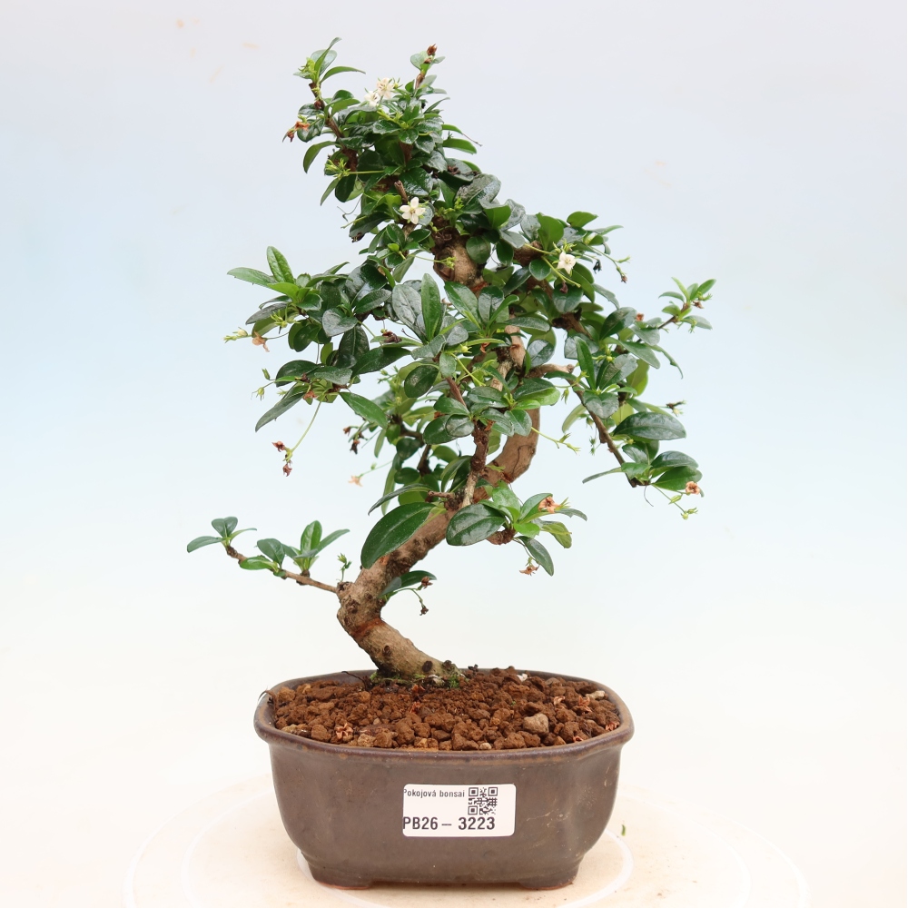 Camera bonsai - Carmona macrophylla - Tea fuki