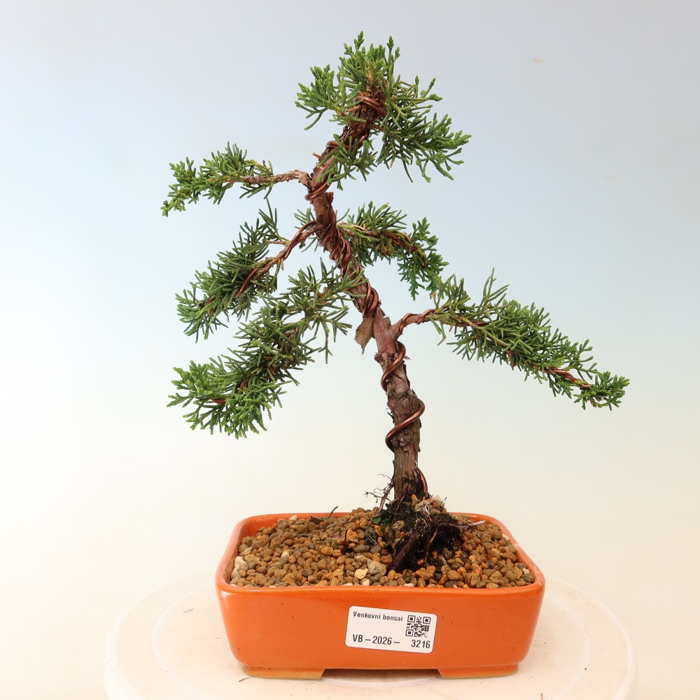 Bonsai da esterno - Juniperus chinensis Kishu
