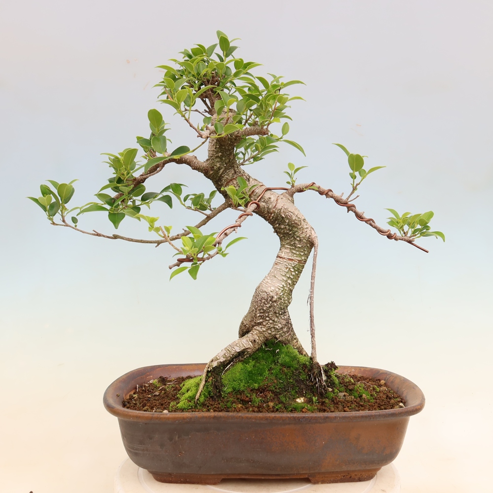 Camera bonsai - Ficus kimmen - ficus a foglie piccole