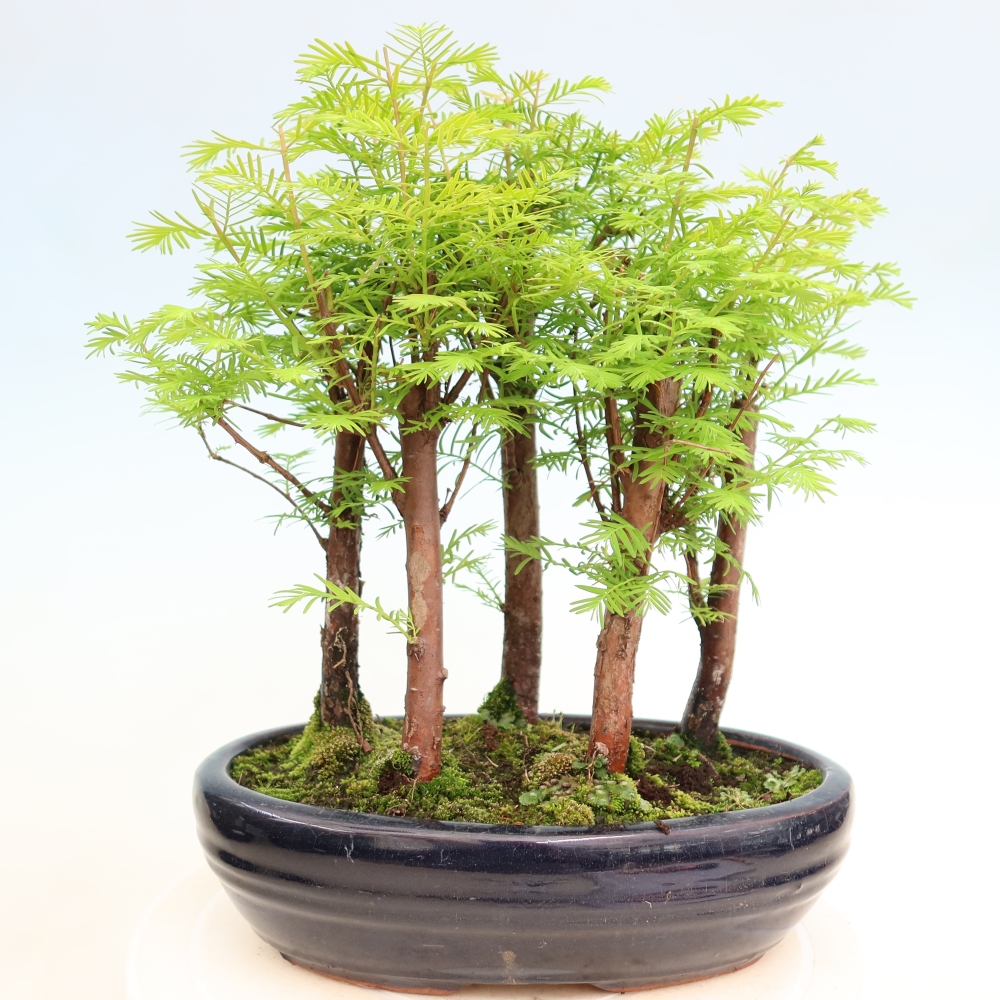 Bonsai da esterno - Metasequoia glyptostroboides - Metasequoia cinese - boschetto