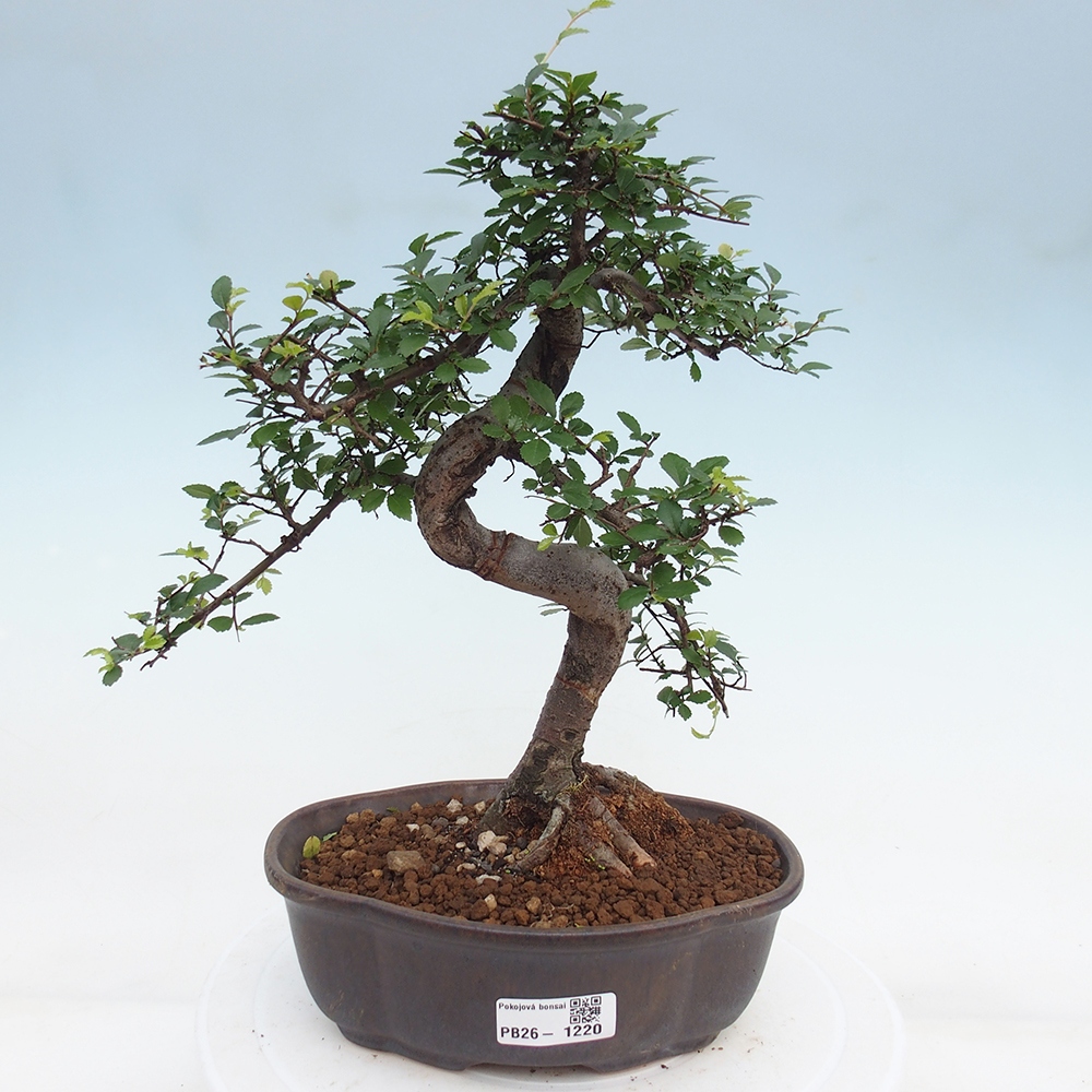 Camera bonsai - Ulmus parvifolia - Olmo a foglie piccole