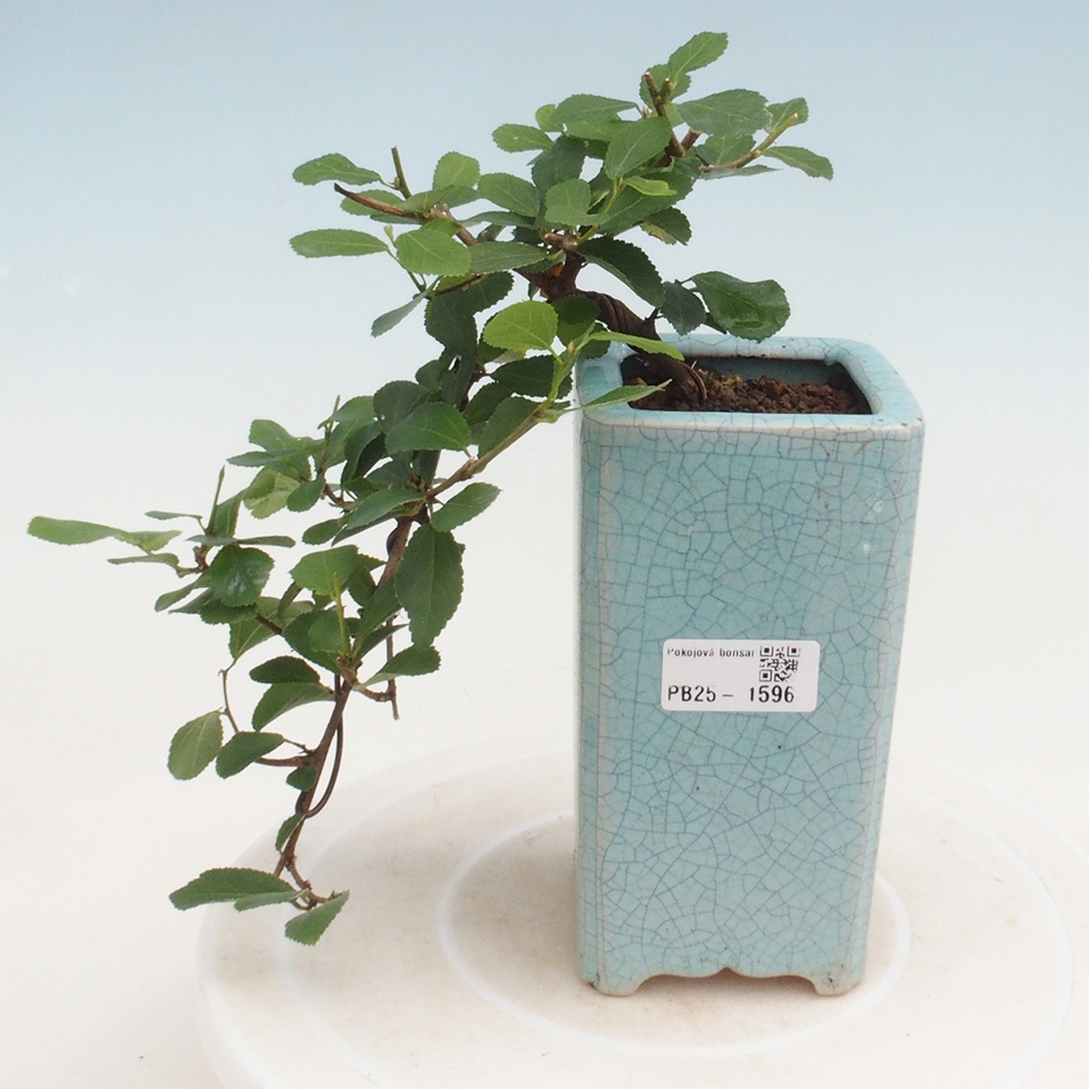 Bonsai da interno - Grewia occidentalis - Stella marina della lavanda