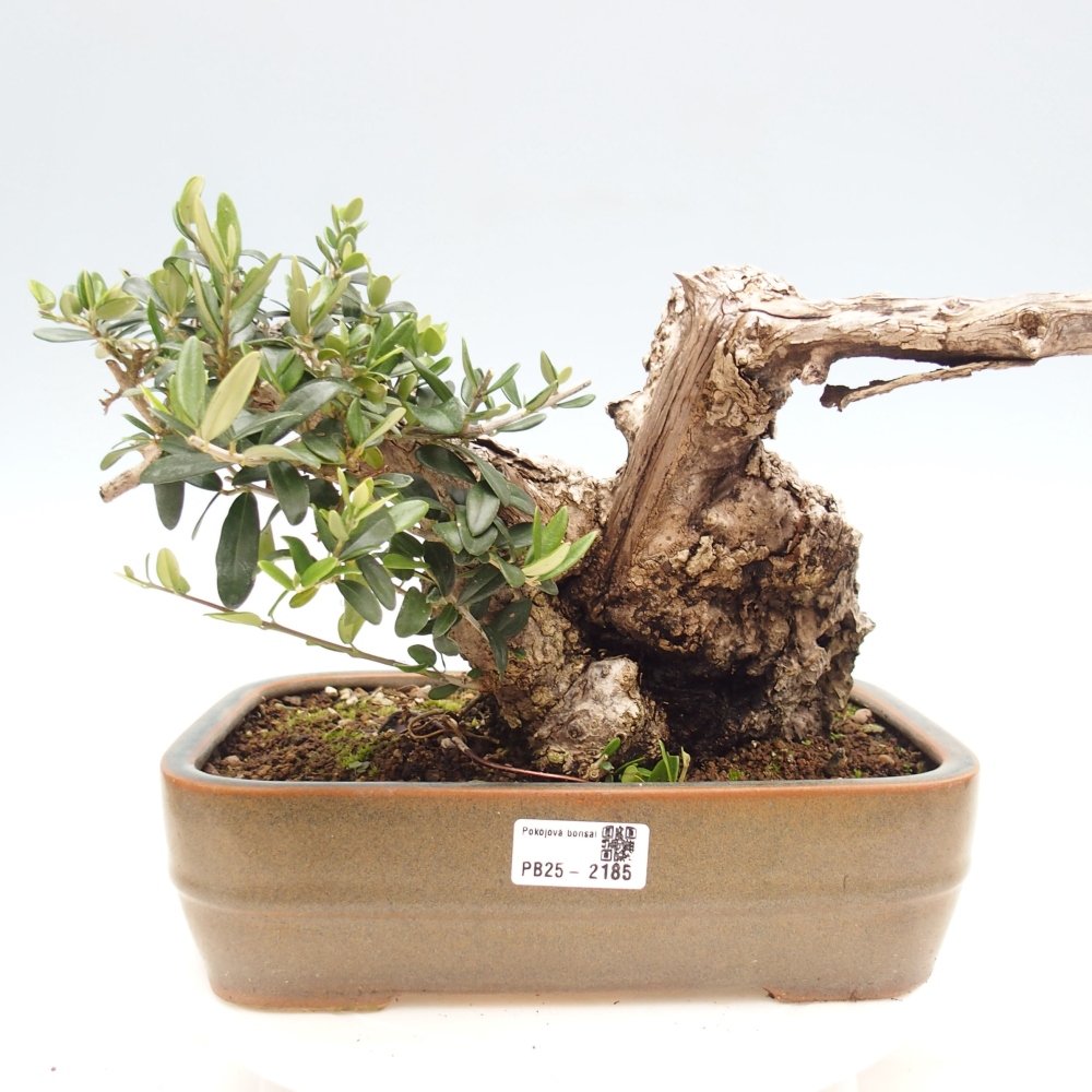 Bonsai da interno - Olea europaea sylvestris