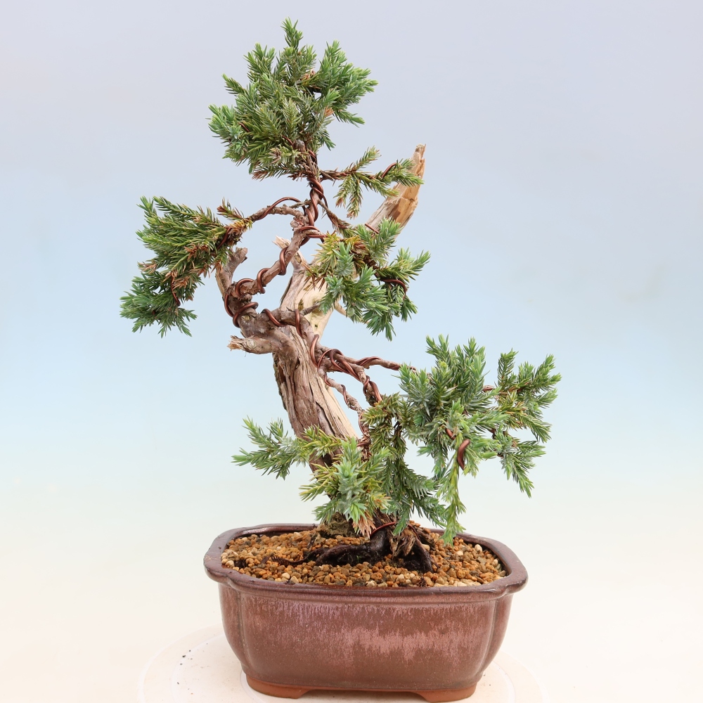 Bonsai da esterno - Juniperus squamata – Ginepro squamato