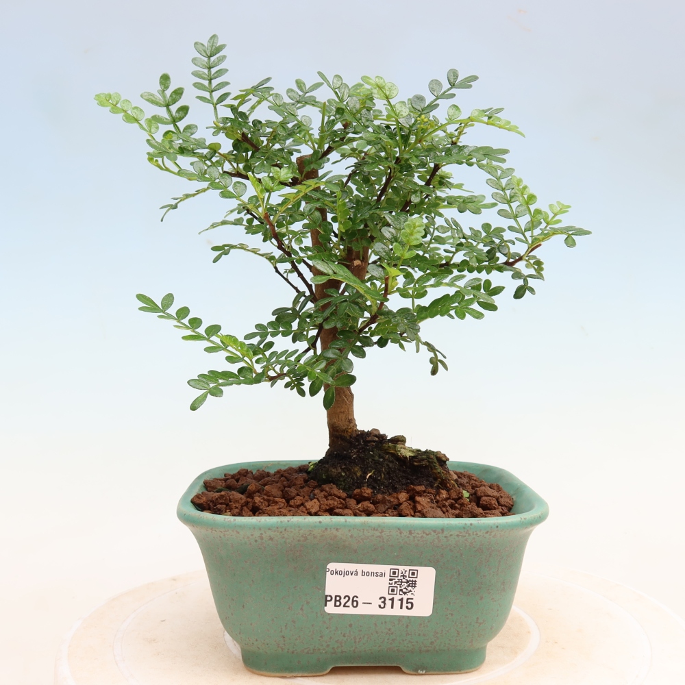 Camera bonsai - Zantoxylum piperitum - albero del pepe