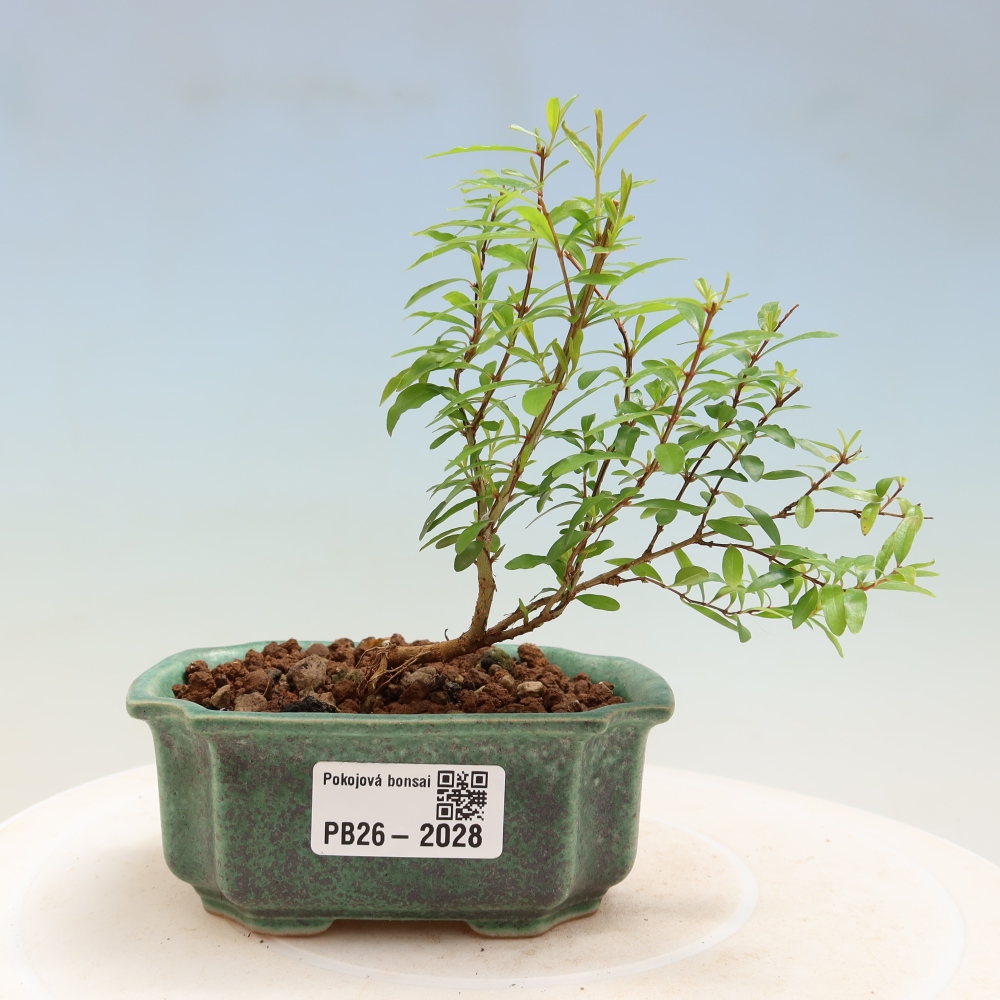 Camera bonsai-PUNICA granatum nana-Mela granata