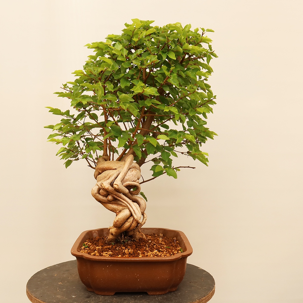 Bonsai da esterno -Carpinus Coreana - Carpino coreano