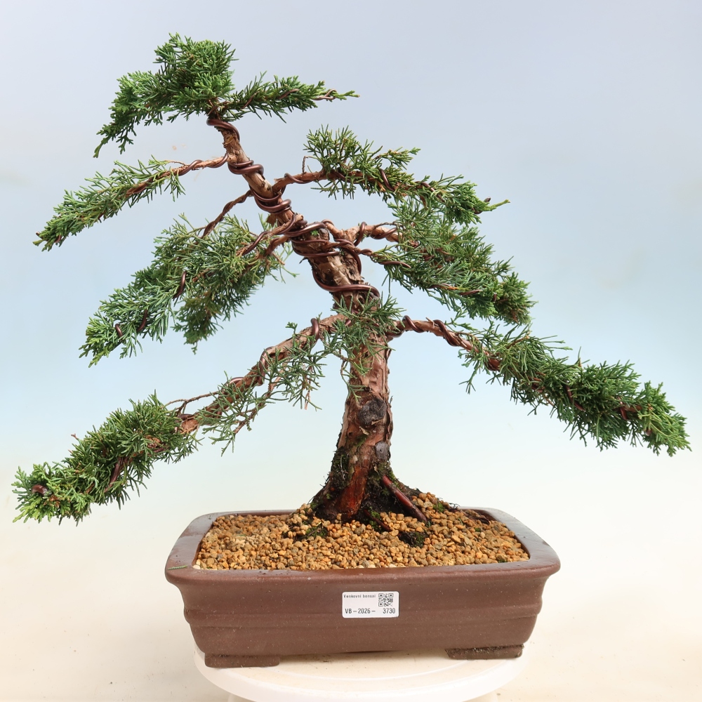 Bonsai da esterno - Juniperus chinensis Kishu