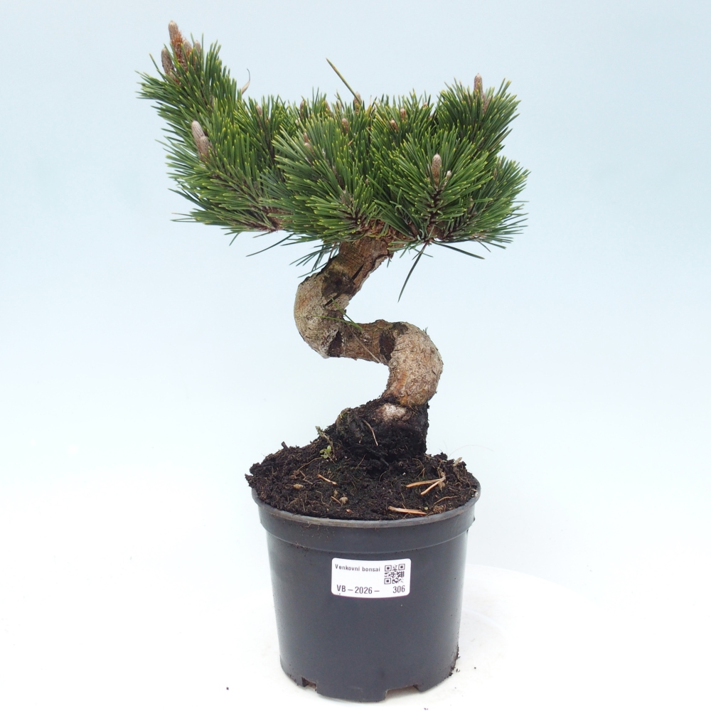 Bonsai da esterno - Pinus thunbergii senjyumaru - Pino di Thunberg