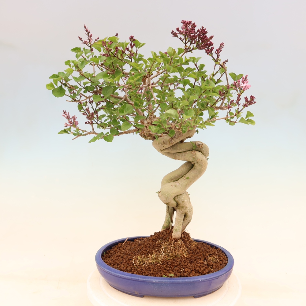 Bonsai da esterno - Syringa microphylla - lillà a fiore piccolo