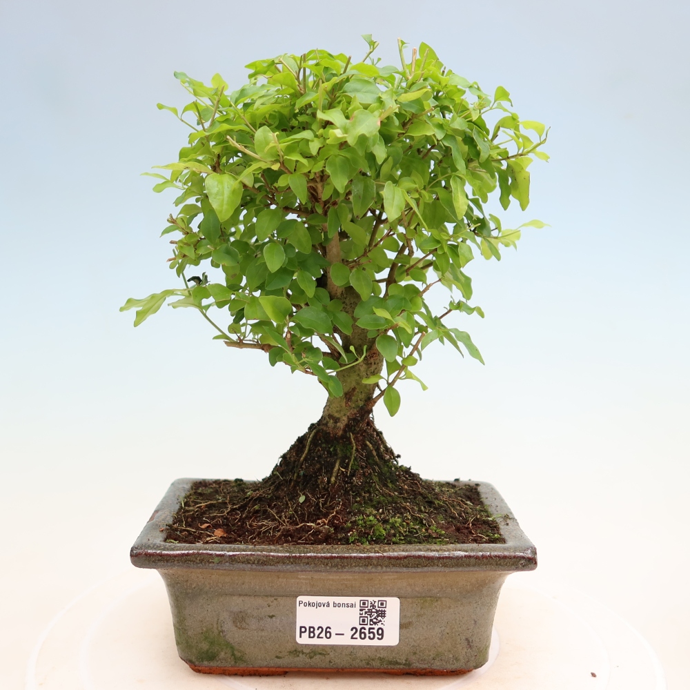 Camera bonsai -Ligustrum chinensis - Becco d'uccello