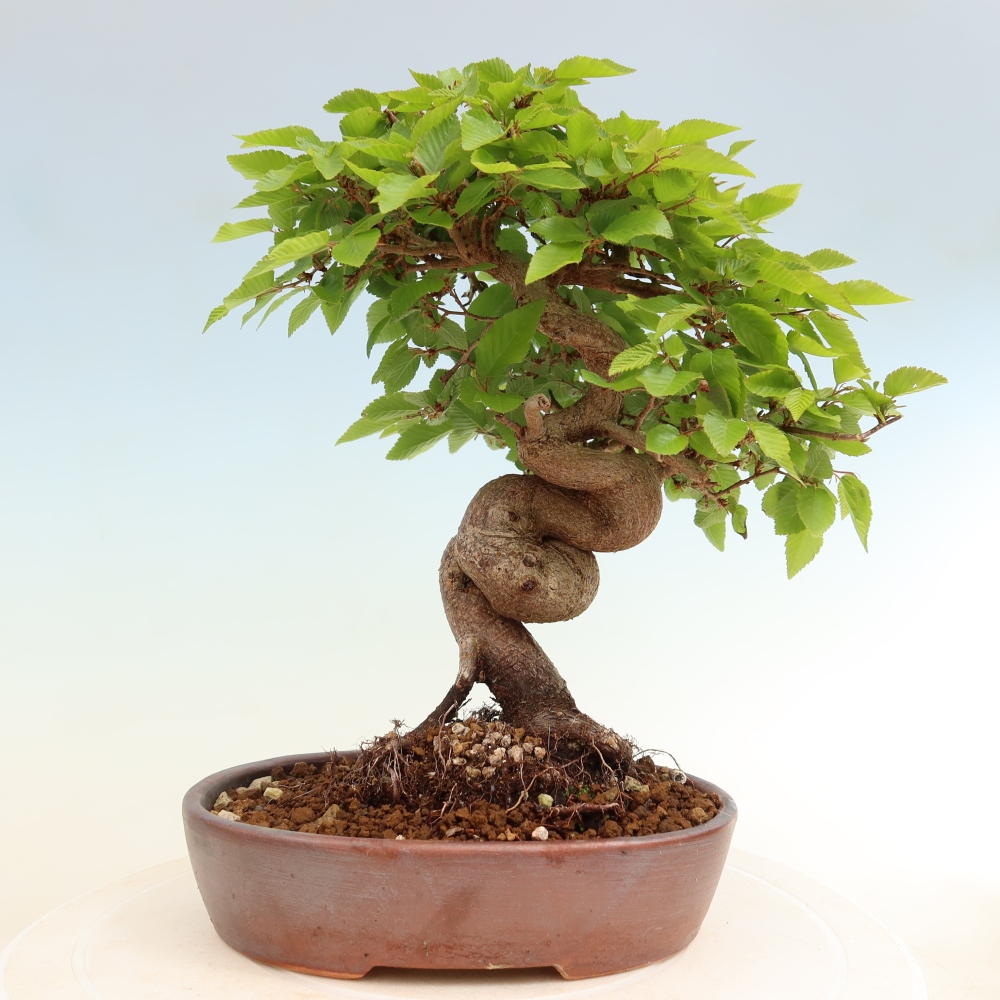Bonsai da esterno -Carpinus Coreana - Carpino coreano