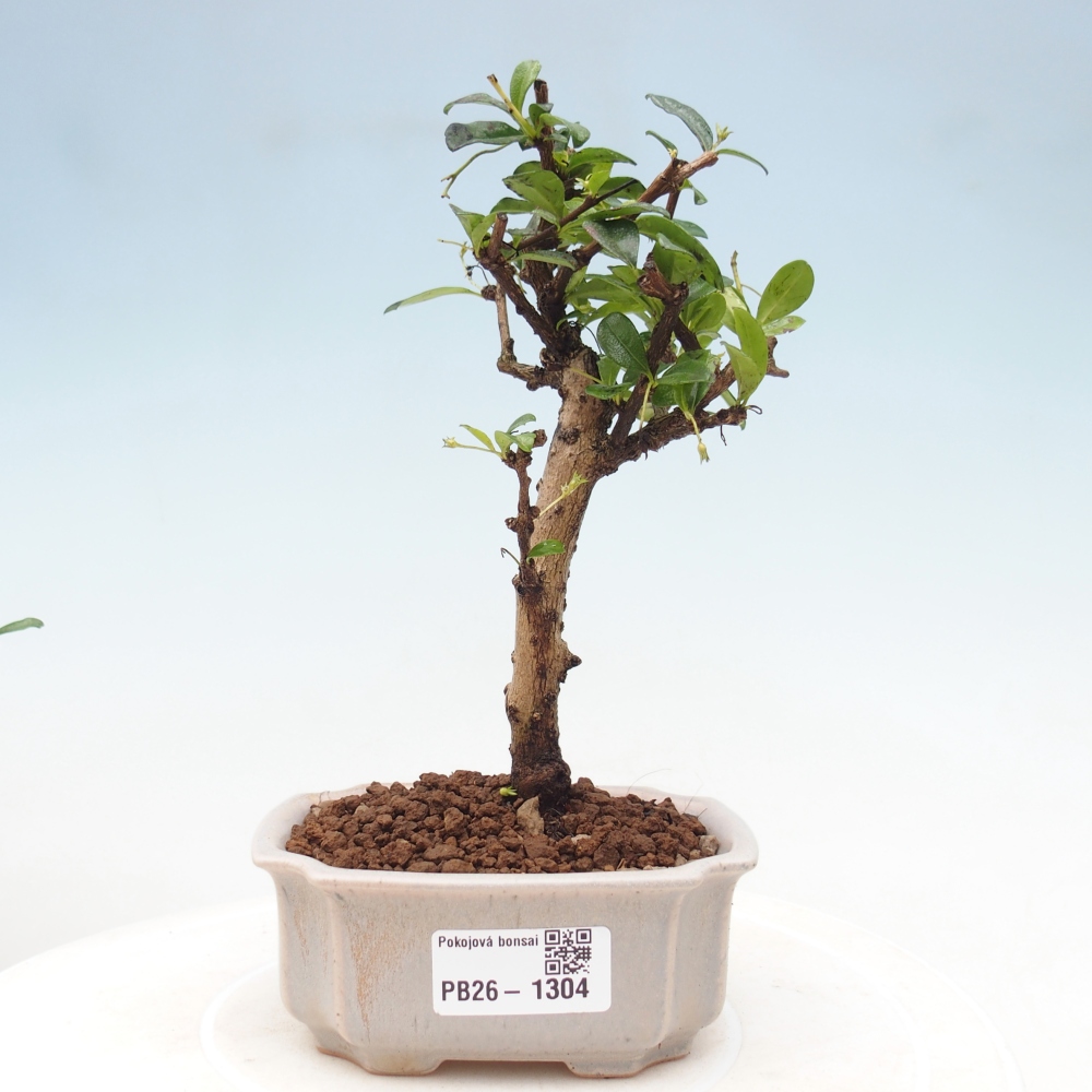 Camera bonsai - Carmona macrophylla - Tea fuki