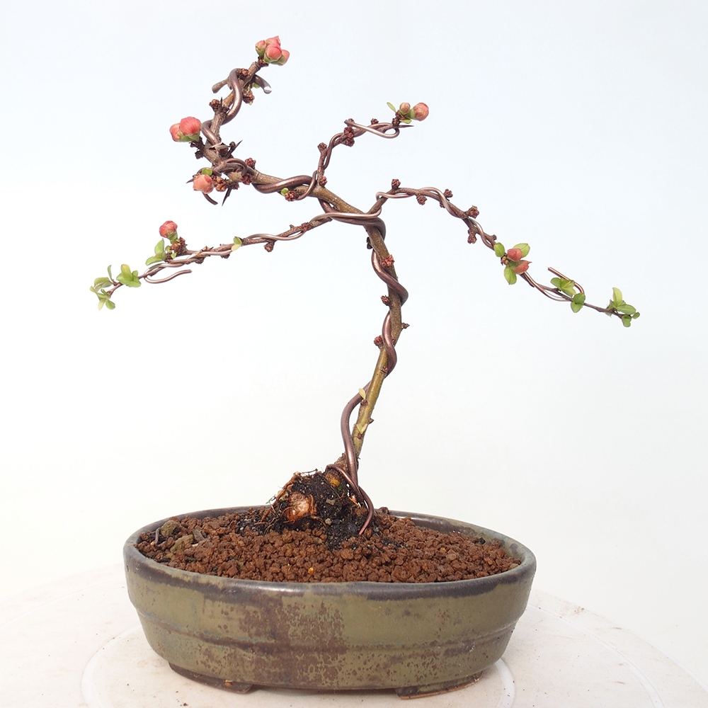 Bonsai da esterno - Chaneomeles s. Red Joy - Cotogno
