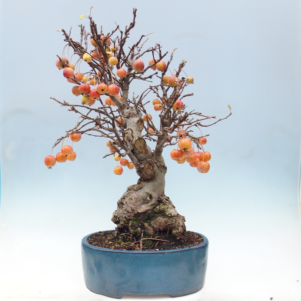 Bonsai da esterno -Malus halliana - Melo a frutto piccolo