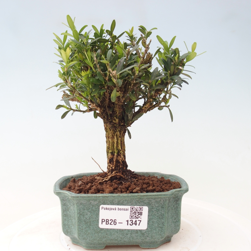 Camera bonsai - Buxus harlandii - buxus da sughero
