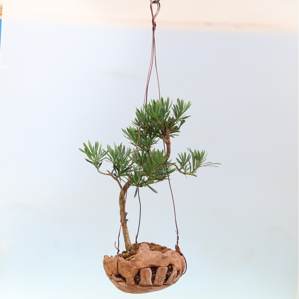 Kokedama in ceramica - Podocarpus - Tasso di pietra
