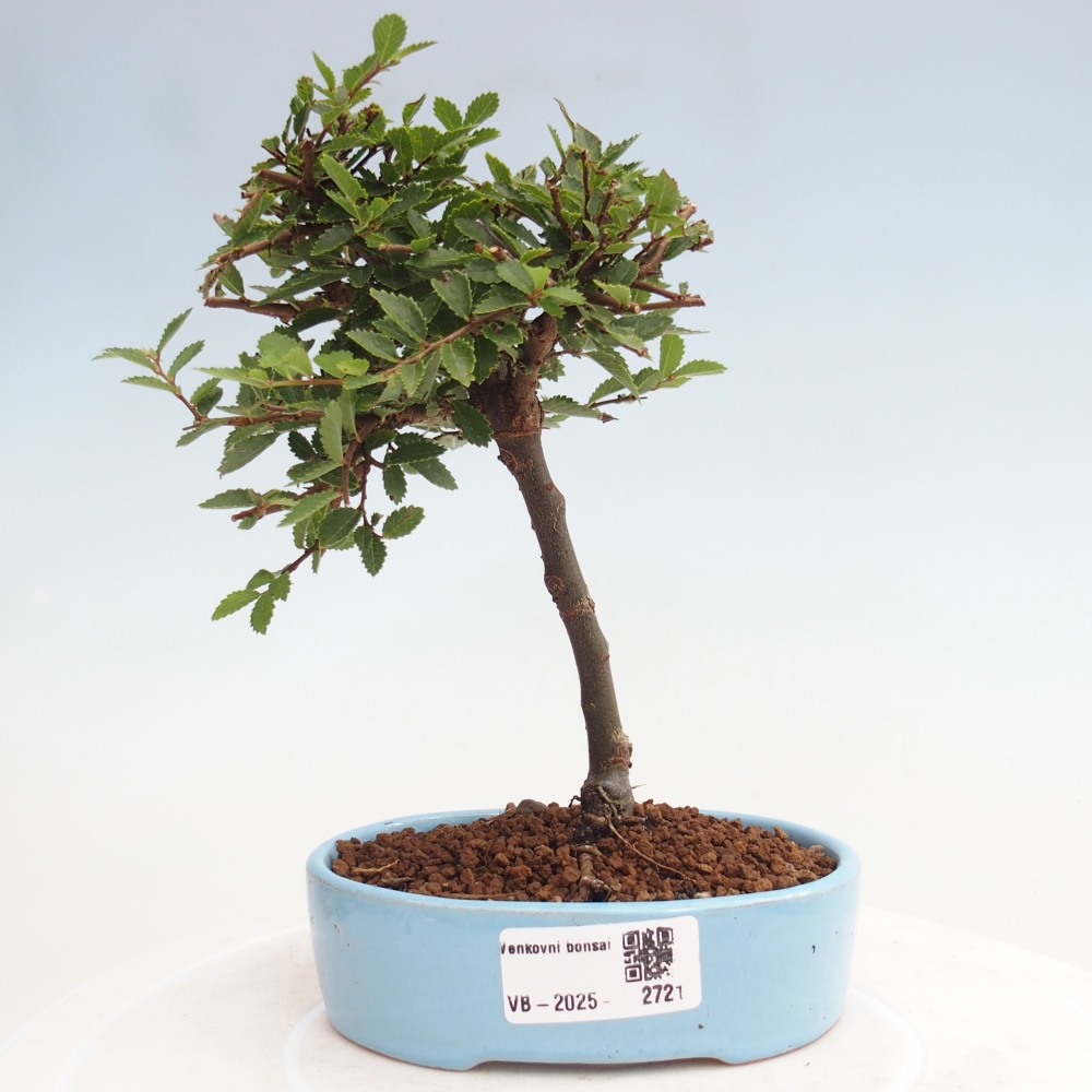 Bonsai da esterno - Ulmus parvifolia Sagei - Olmo a foglie piccole