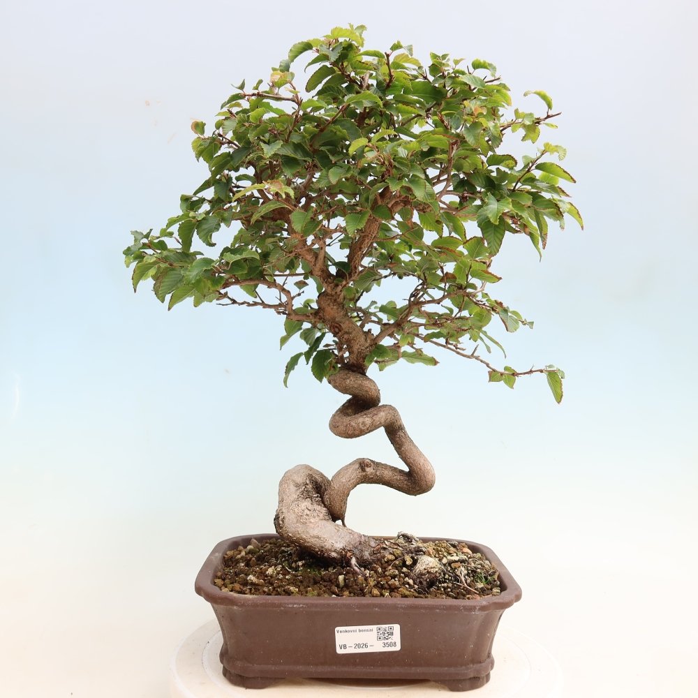 Bonsai da esterno -Carpinus CARPINOIDES - Carpino coreano