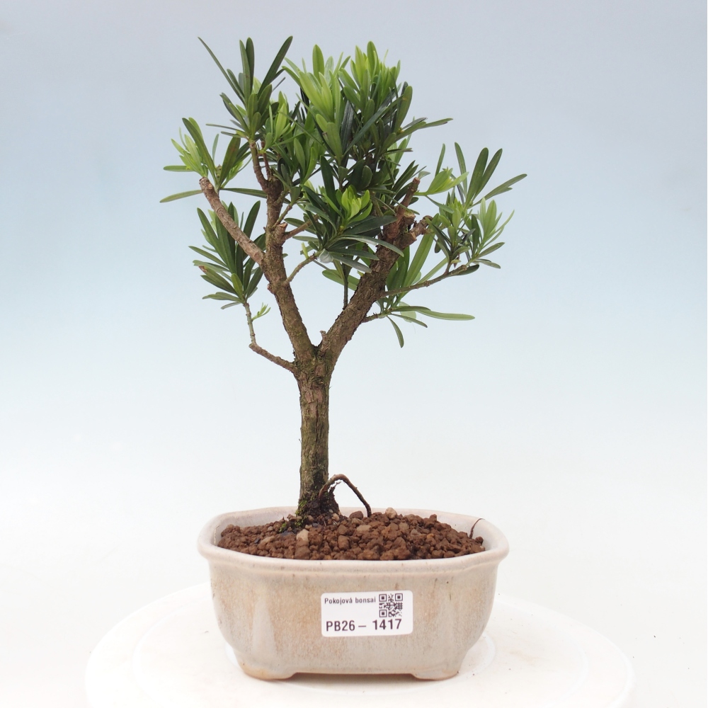 Camera bonsai - Podocarpus - Tasso delle pietre