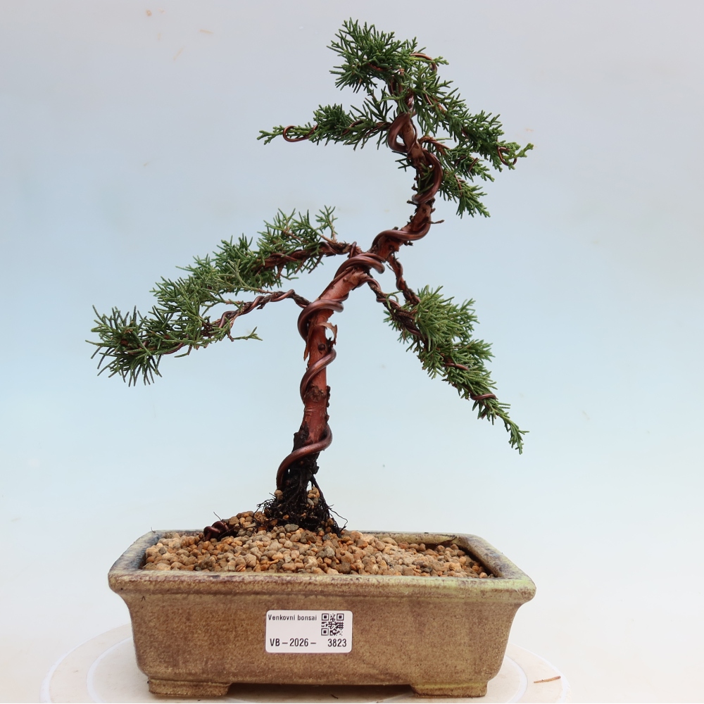 Bonsai da esterno - Juniperus chinensis Kishu