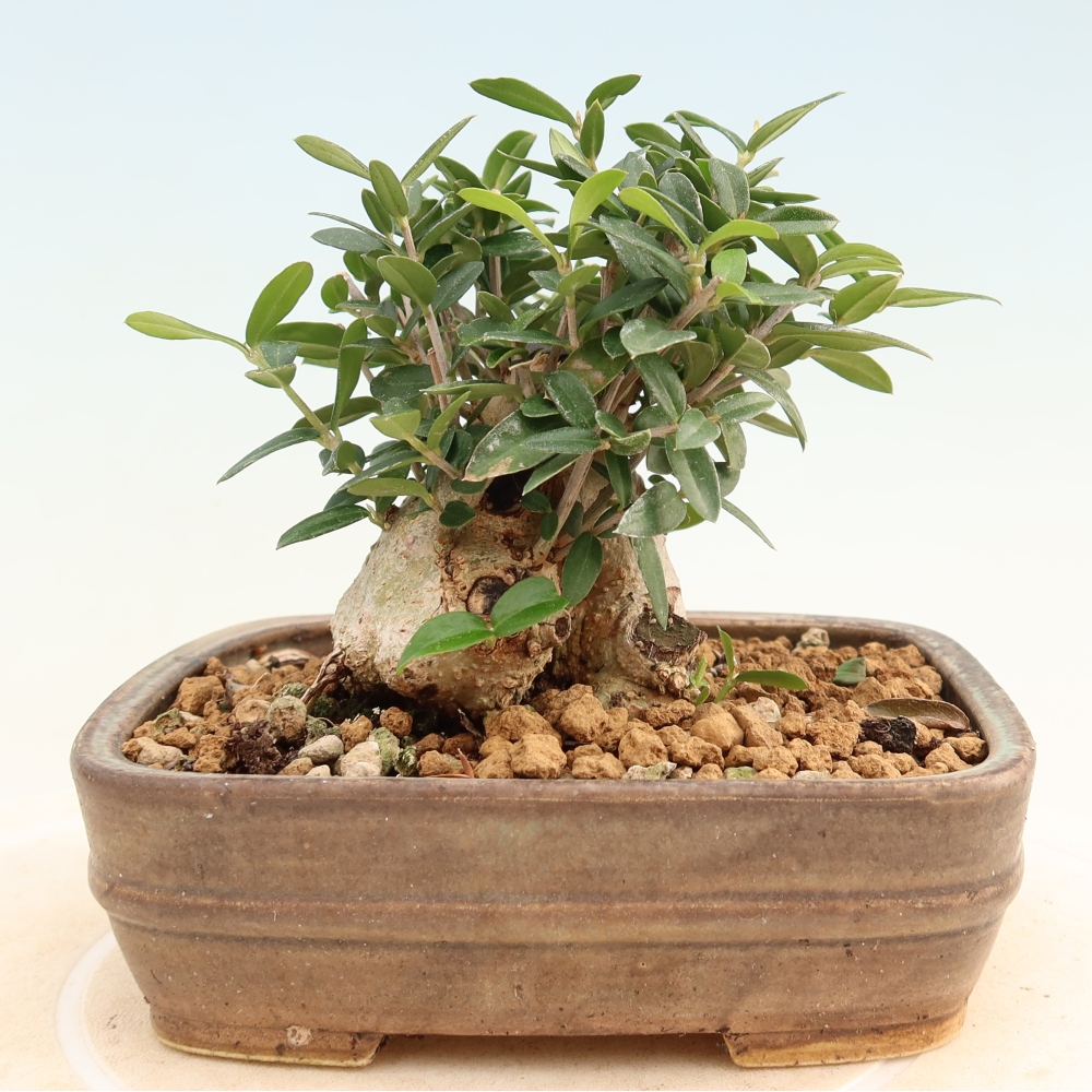 Bonsai da interno - Olea europaea sylvestris