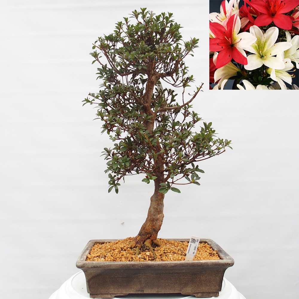 Bonsai da esterno - Azalea giapponese - Azalea Hanatsuzuri