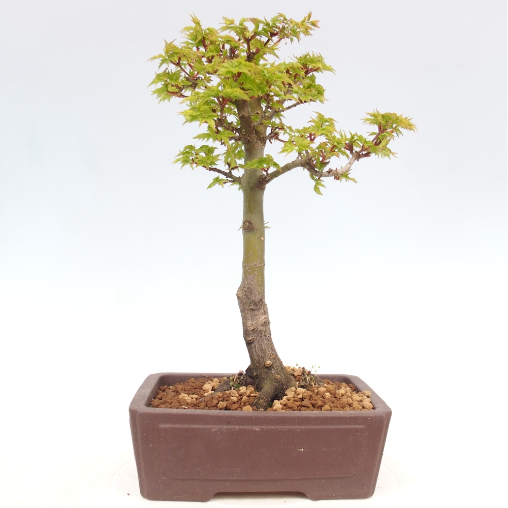 Bonsai da esterno -Palma di Giava Acer palmatum Shishigashira
