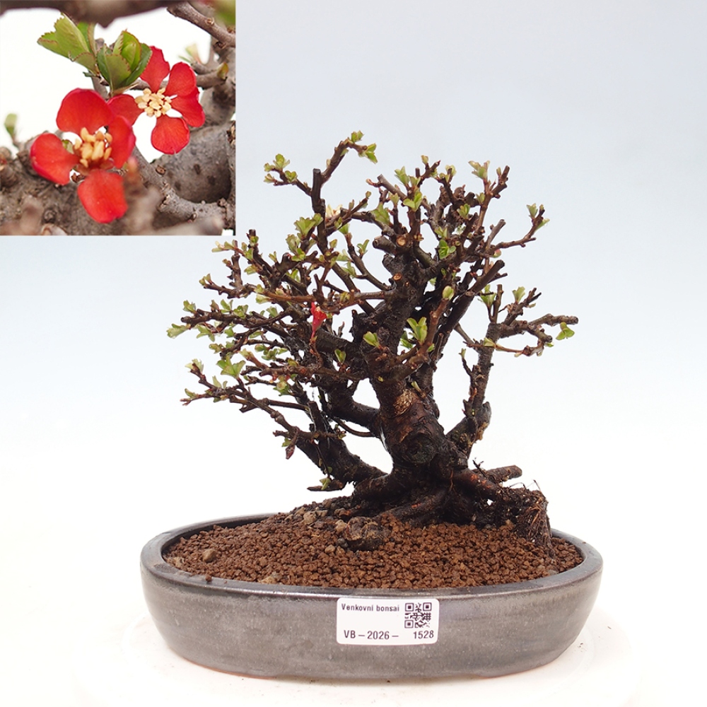 Bonsai da esterno - Chaneomeles speciosa - Cotogno