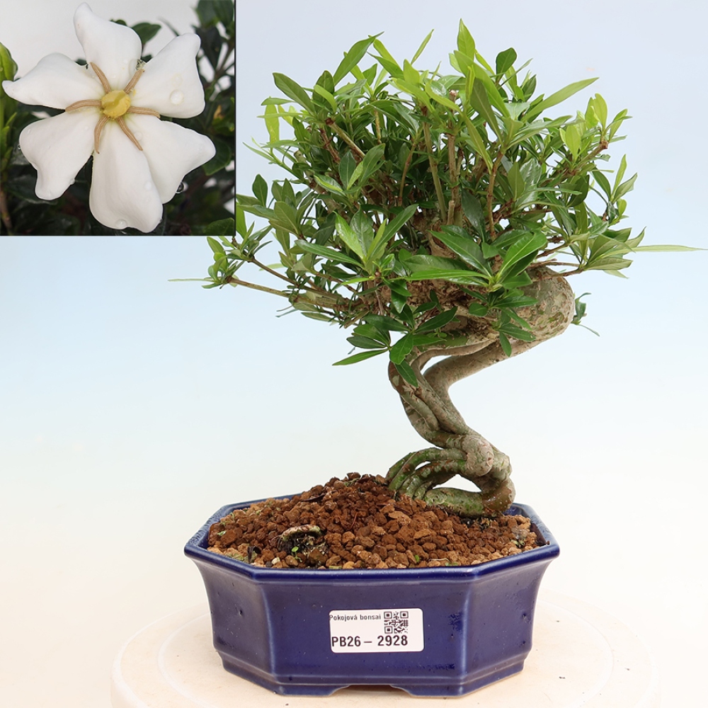 Camera bonsai - Gardenia jasminoides-Gardenia
