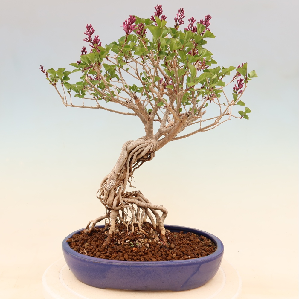 Bonsai da esterno - Syringa microphylla - lillà a fiore piccolo