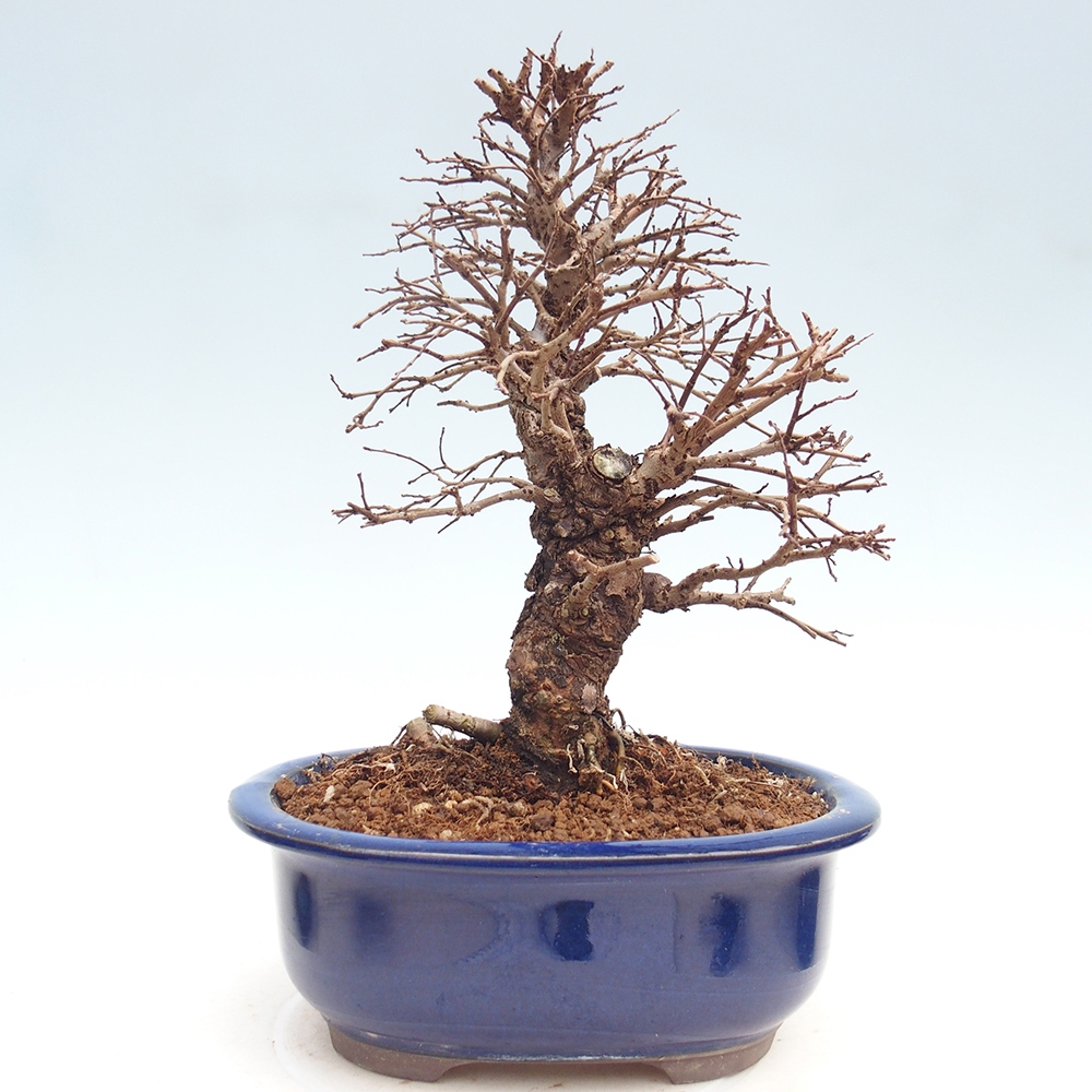 Bonsai da esterno - Zelkova - Zelkova NIRE