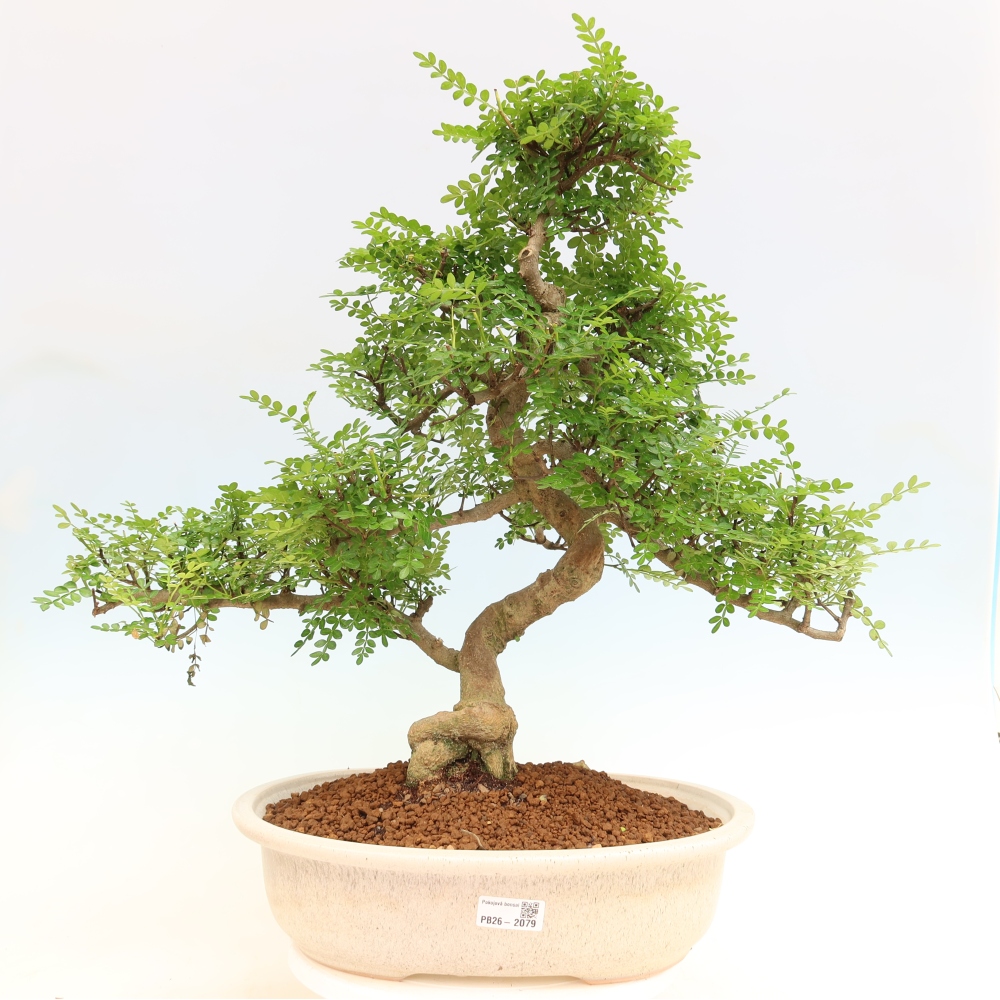 Camera bonsai - Zantoxylum piperitum - albero del pepe