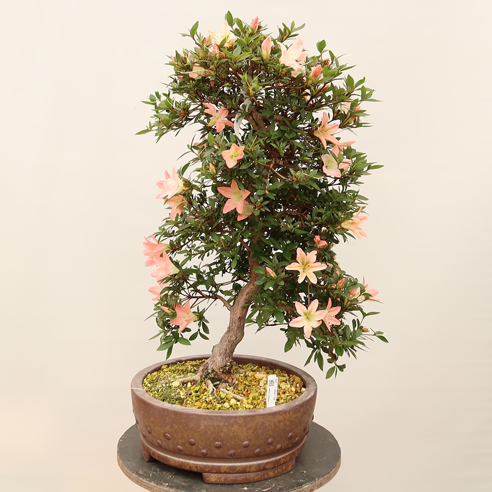 Bonsai da esterno - Azalea giapponese - Azalea CHIHIRO
