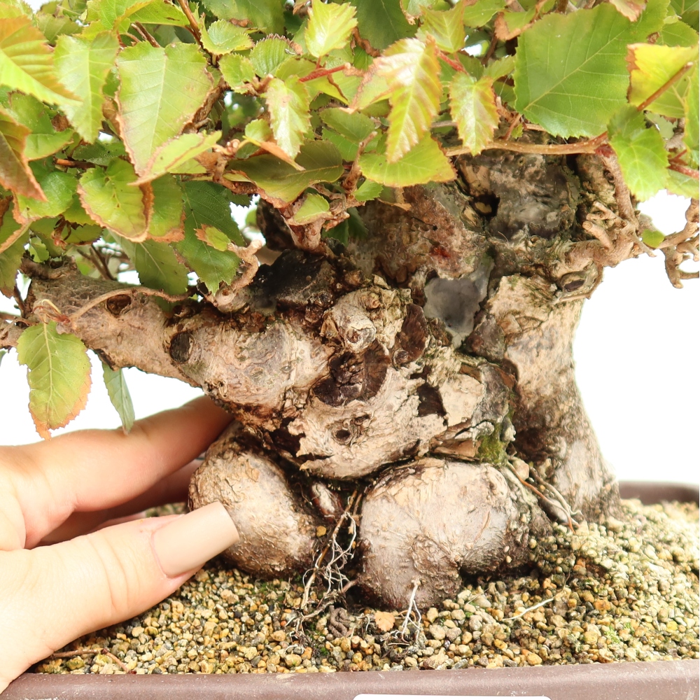 Bonsai da esterno -Carpinus CARPINOIDES - Carpino coreano